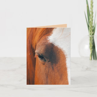 Fly On A Horses Eye (Humor) Card