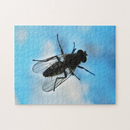 Fly on Glass Jigsaw Puzzle