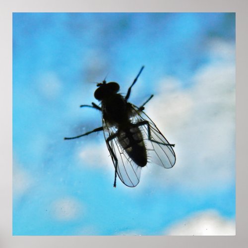 Fly on Glass Poster