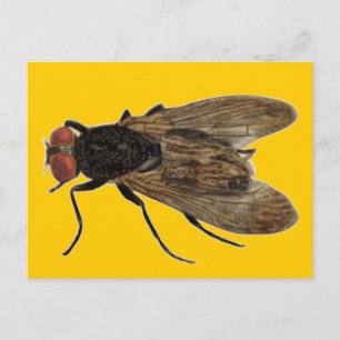 Fly Postcard