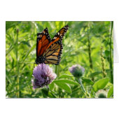 Fly With A Broken Wing, Monach Butterfly (Front Horizontal)