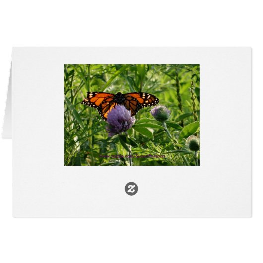 Fly With A Broken Wing, Monach Butterfly (Back Horizontal)