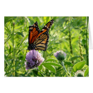 Fly With A Broken Wing, Monach Butterfly Cards