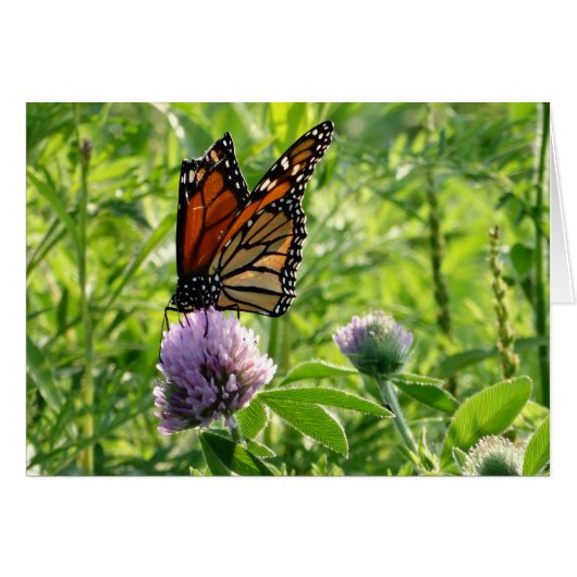 Fly With A Broken Wing, Monach Butterfly Cards (Front Horizontal)