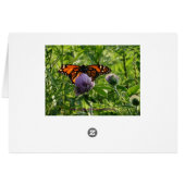 Fly With A Broken Wing, Monach Butterfly Cards (Back Horizontal)