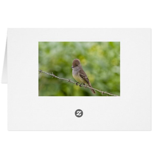 Flycatcher (Back Horizontal)