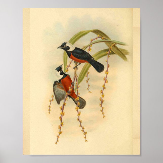 Flycatcher Black Red Bird Vintage Print (Front)