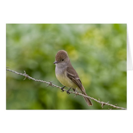 Flycatcher Cards (Front Horizontal)