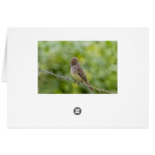 Flycatcher Cards (Back Horizontal)