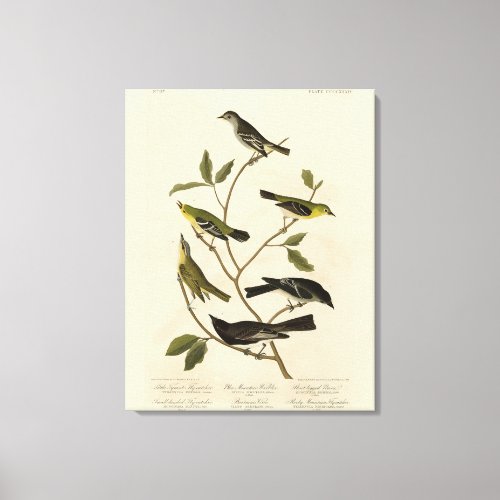 Flycatchers Warbler etc Audubons Birds of America Canvas Print