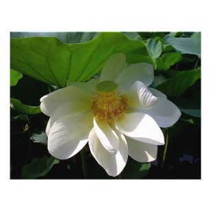Flyer with delicate white Lotus Flower