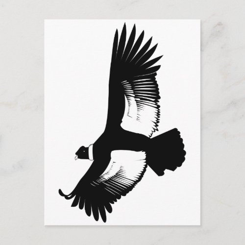 Flying Andean Condor Postcard