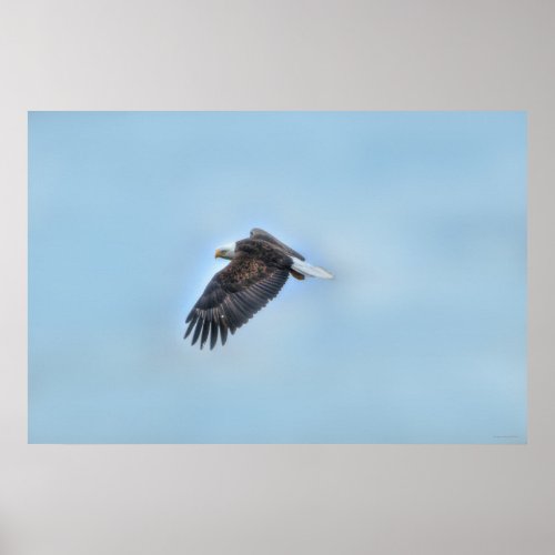 Flying Bald Eagle and Clouds Wildlife Photo Poster