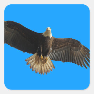 Flying Bald Eagle Bird of Prey Art Square Sticker