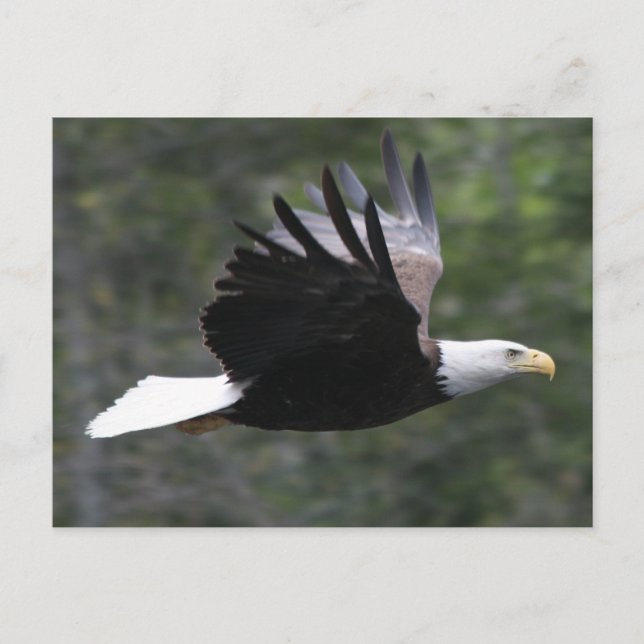 Flying Bald Eagle Postcard (Front)
