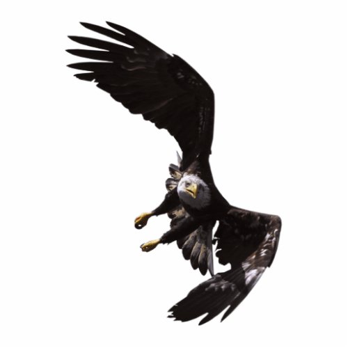 FLYING BALD EAGLEsculpted Magnet