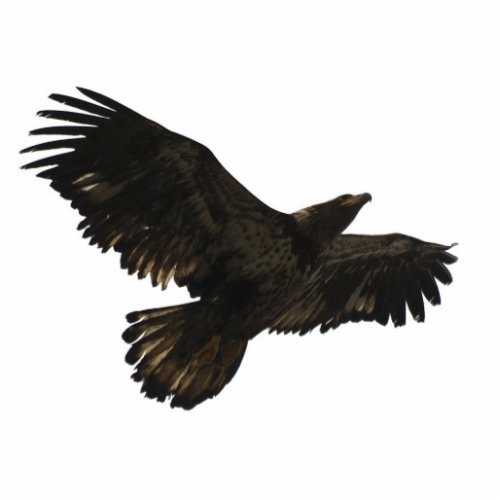 FLYING BALD EAGLEsculpted Magnet