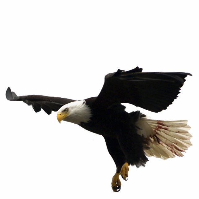 FLYING BALD EAGLE Sculpted Wildlife Magnet (Front)