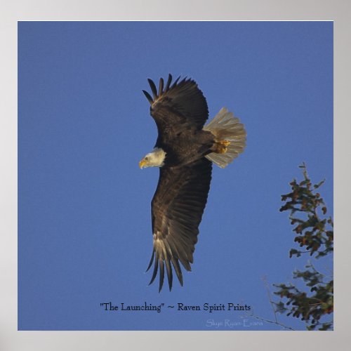 Flying Bald Eagle Wildlife Art Poster