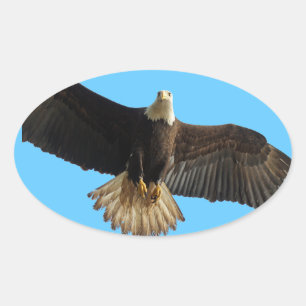 Flying Bald Eagle Wildlife Gift Oval Sticker