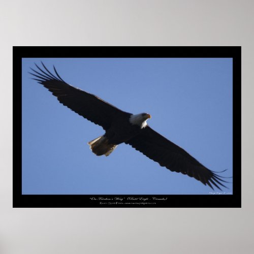 Flying Bald Eagle Wildlife Photo Print