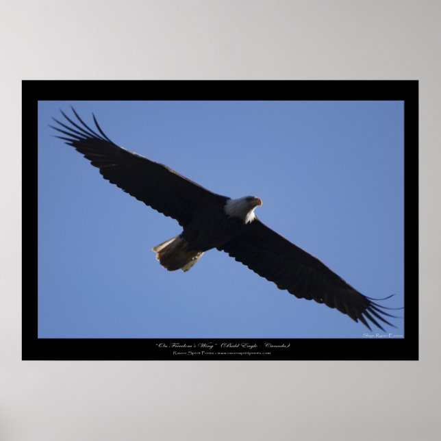 Flying Bald Eagle Wildlife Photo Print (Front)