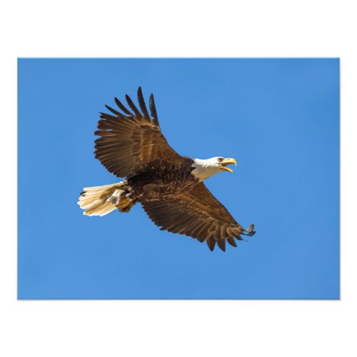 Flying Bald Eagle with Fish Photo Print