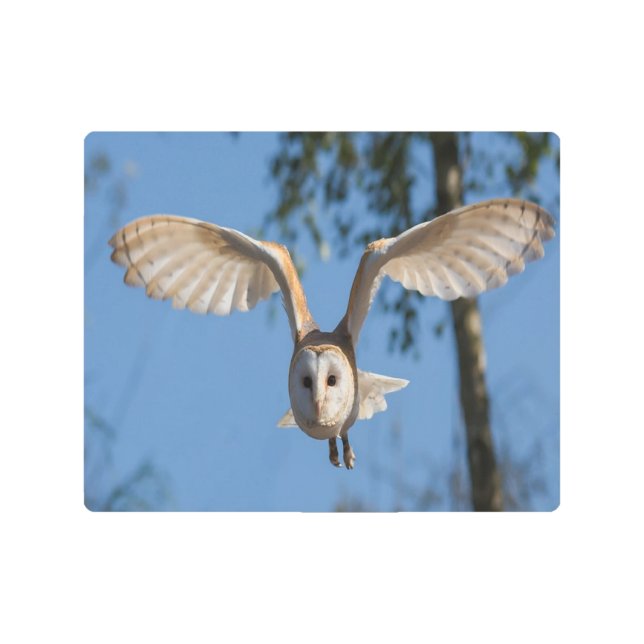 Flying barn owl metal print (Front)