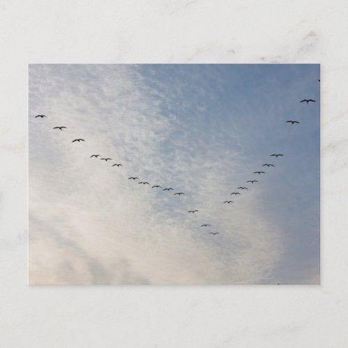 Flying birds postcard