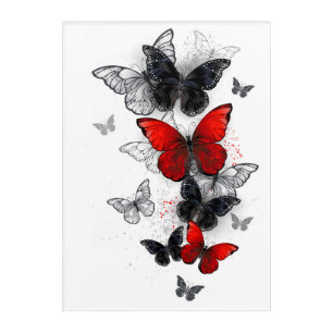 Flying Black and Red Morpho Butterflies Acrylic Print
