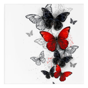 Flying Black and Red Morpho Butterflies Acrylic Print