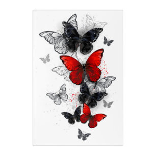 Flying Black and Red Morpho Butterflies Acrylic Print