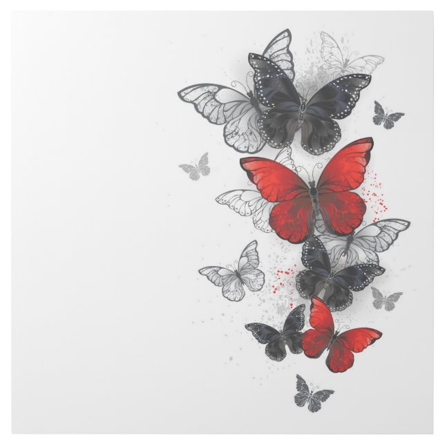 Flying Black and Red Morpho Butterflies Gallery Wrap (Front)