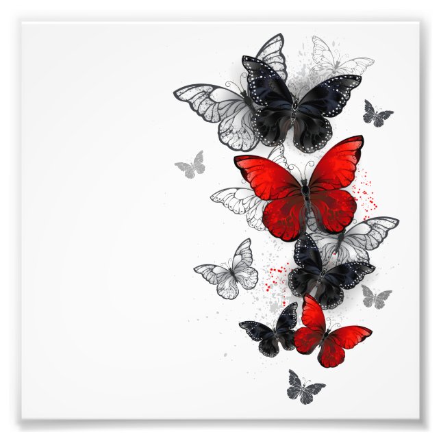 Flying Black and Red Morpho Butterflies Photo Print (Front)