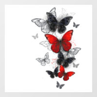 Flying Black and Red Morpho Butterflies