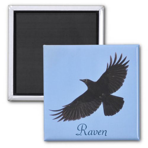 Flying Black Raven Corvid Crow_lover Photo Design Magnet