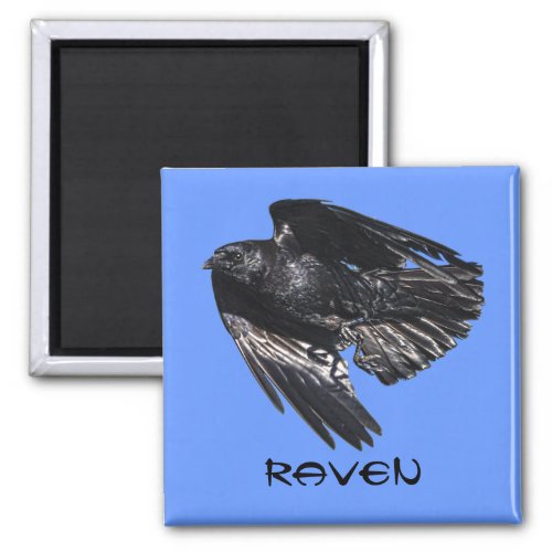 Flying Black Raven Crow_lover Photo Design 7 Magnet