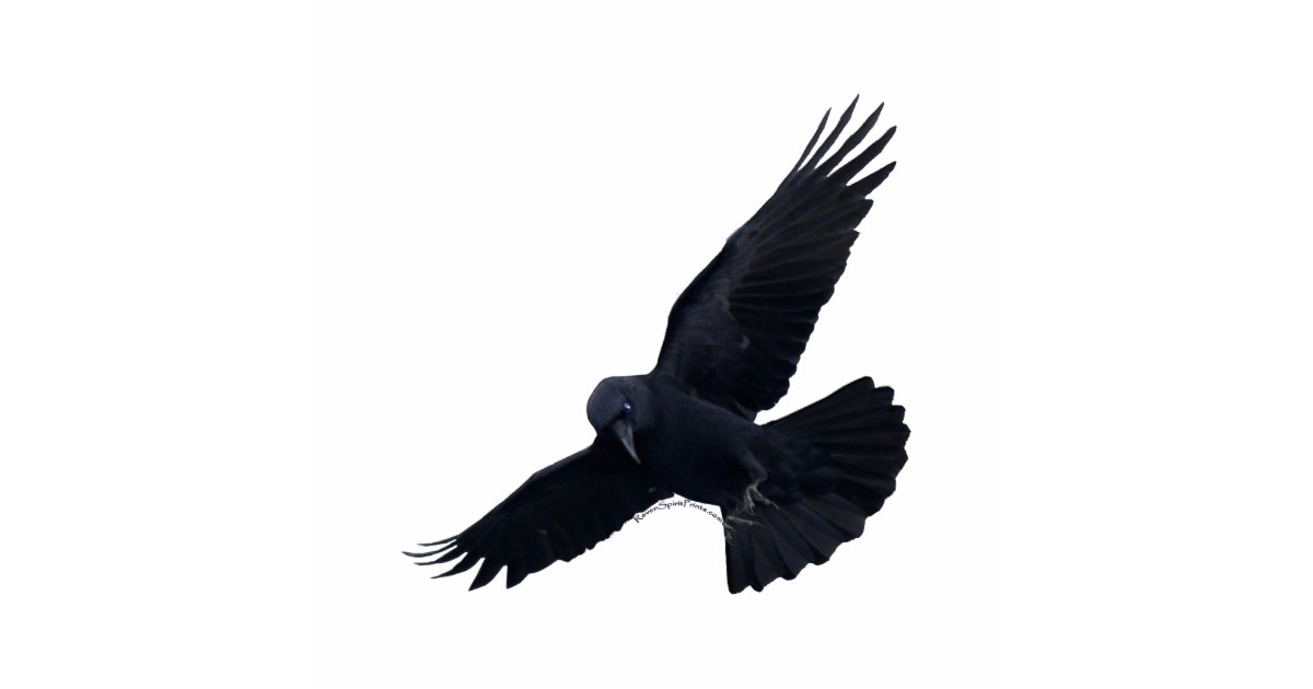 FLYING BLACK RAVEN (sculpted) Magnet | Zazzle