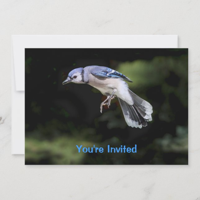 Flying Blue Jay Invitation (Front)