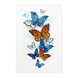 Flying Butterflies Morpho and Monarch Acrylic Print