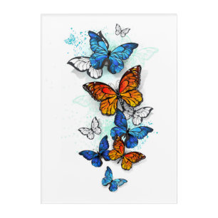 Flying Butterflies Morpho and Monarch Acrylic Print