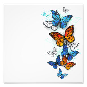 Flying Butterflies Morpho and Monarch Photo Print