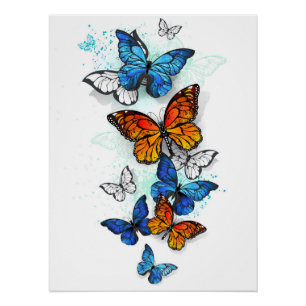 Flying Butterflies Morpho and Monarch Poster
