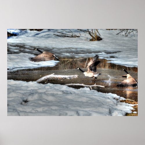 Flying Canada Geese and Winter Pond Wildlife Poster