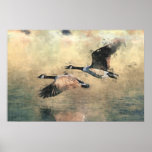 Flying Canada Geese Poster at Zazzle