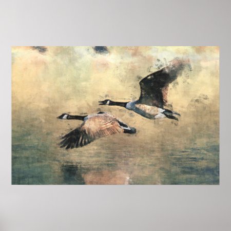 Flying Canada Geese Poster