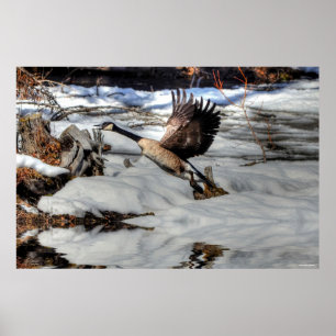 Flying Canada Goose and Winter Pond Wildlife 2 Poster