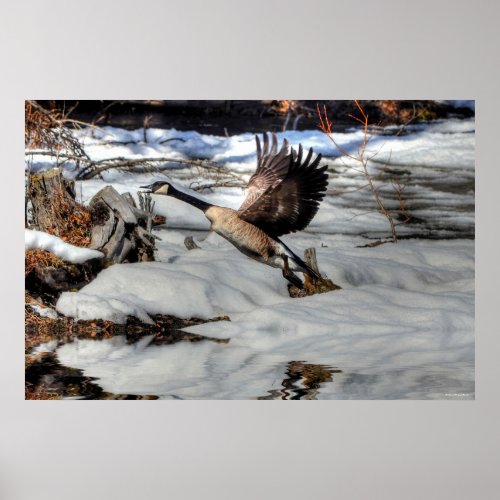 Flying Canada Goose and Winter Pond Wildlife 2 Poster