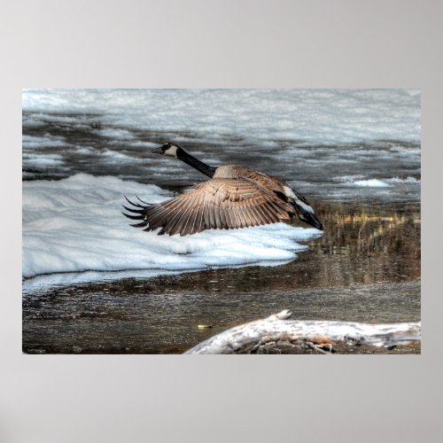 Flying Canada Goose and Winter Pond Wildlife Poster