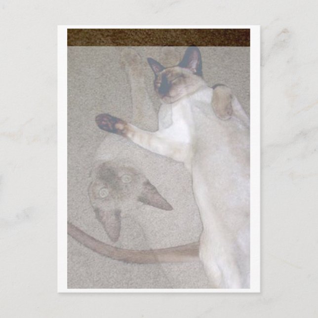 Flying Cats Postcard (Front)